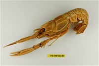 藏品(紅斑後海螯蝦)的圖片